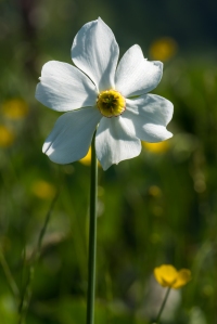 Narcissus poeticus Spechtensee 01